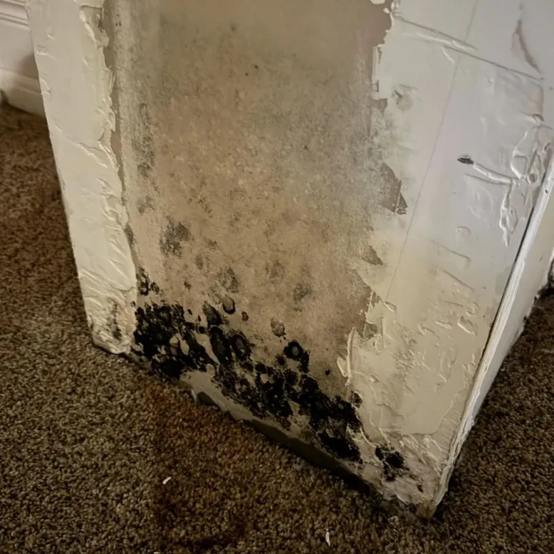 Professional Mold Removal in Weatherly, PA
